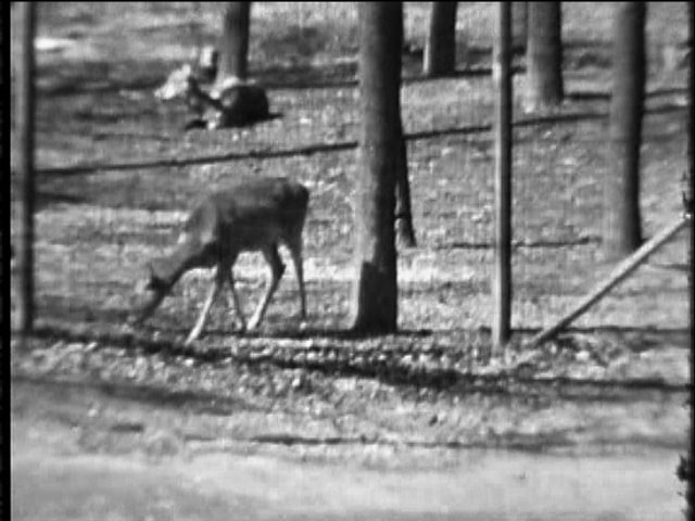 Image: a black and white photograph of the Moorhead Zoo, taken in 1930 and showing two whitetail deer in a fenced enclosure.