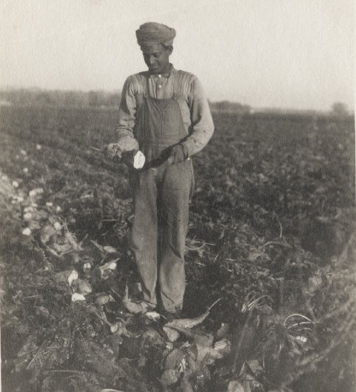 Image: an Indian American worker cuts off the top of a sugar beet during the California harvest, circa 1910.